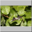 Adela reaumurella - Langhornmotte 04.jpg